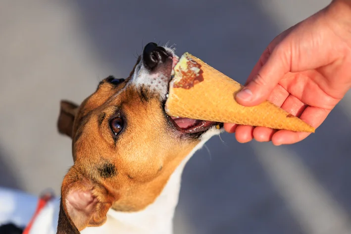 pessoa oferecendo sorvete para cachorro