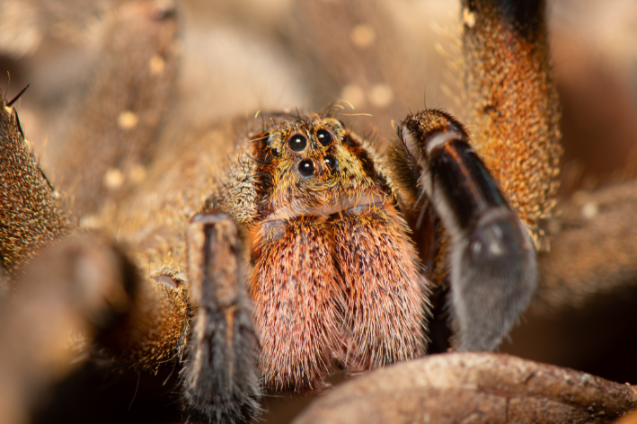 aranha-de-bananeira