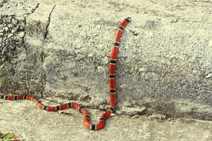 cobra coral