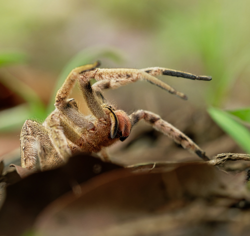 Aranha-armadeira