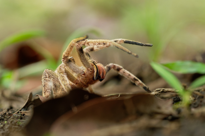 Aranha-armadeira