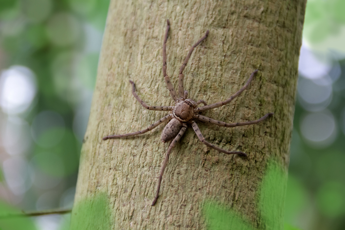 aranha-armadeira em árvore