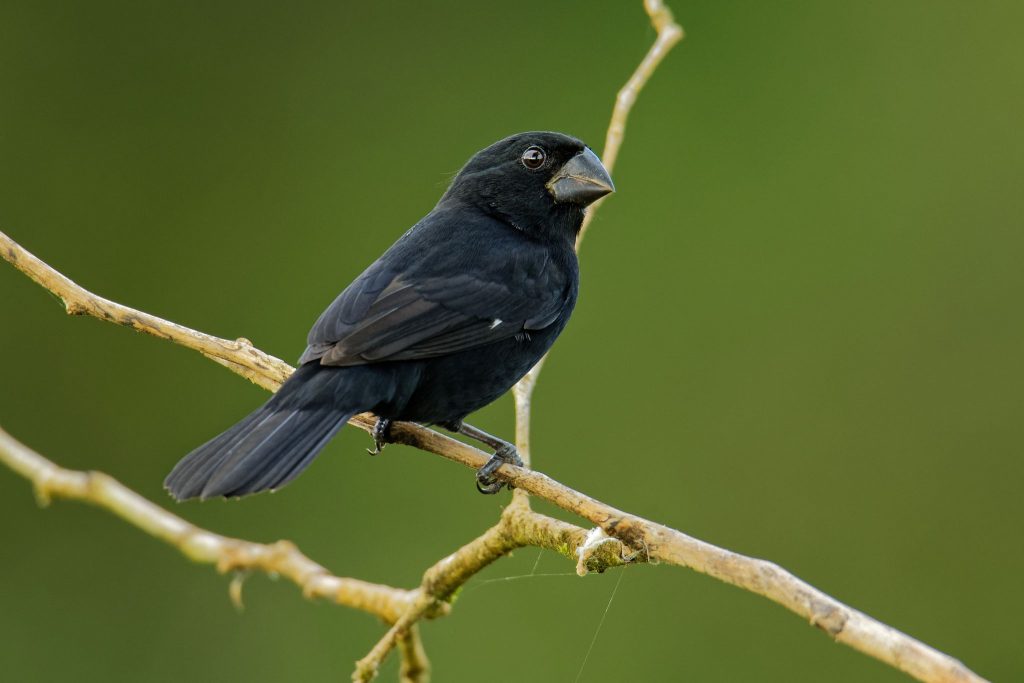 passaro-bicudo--sporophila