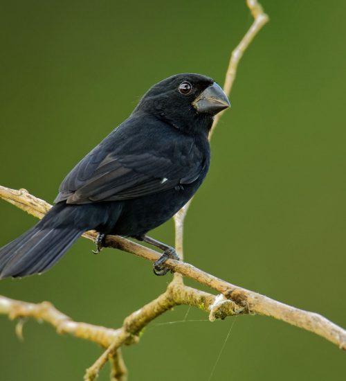 passaro-bicudo--sporophila