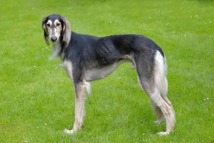 cachorro africano da raça saluke