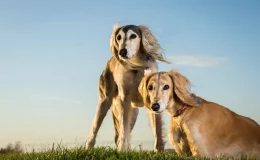 dois cães africanos da raça saluki