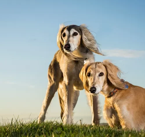 dois cães africanos da raça saluki