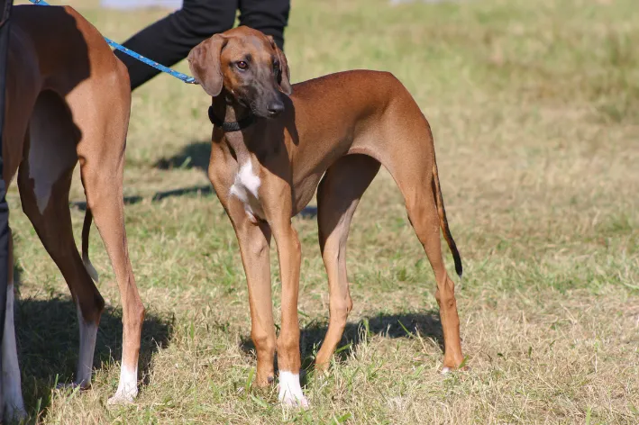 Filhote de cachorro da raça Azawakh