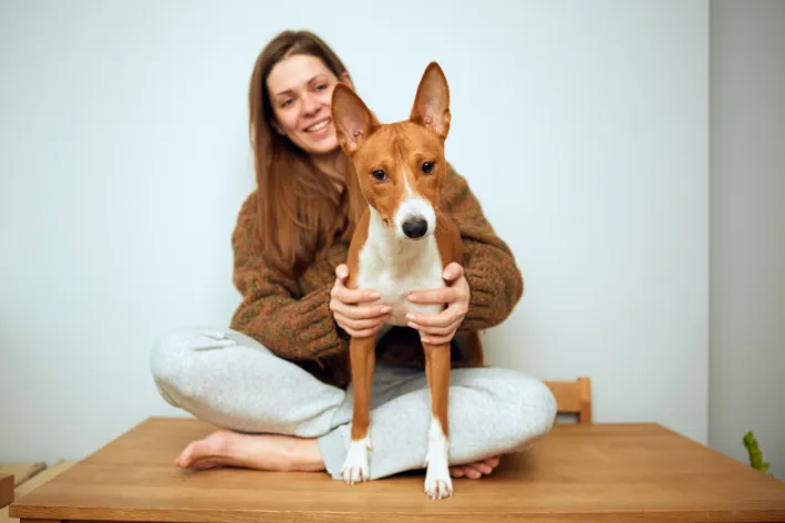 cachorro basenji no colo de uma mulher