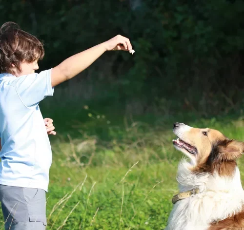 garoto em pé oferece petisco para cachorro para fazer adestramento positivo