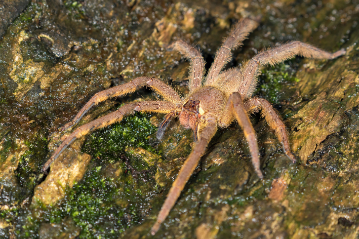 aranha-armadeira 