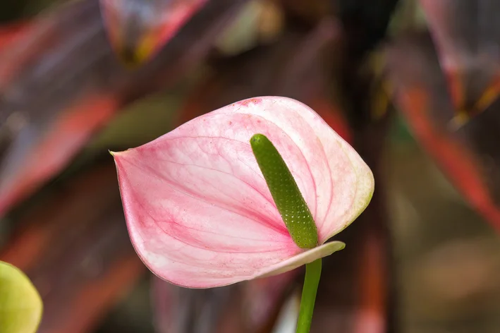 anturio rosa