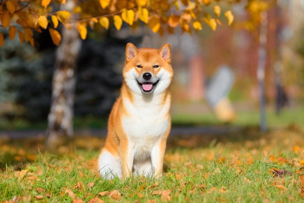 Akita Inu