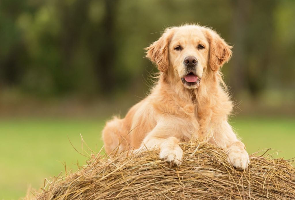 Golden Retriever 