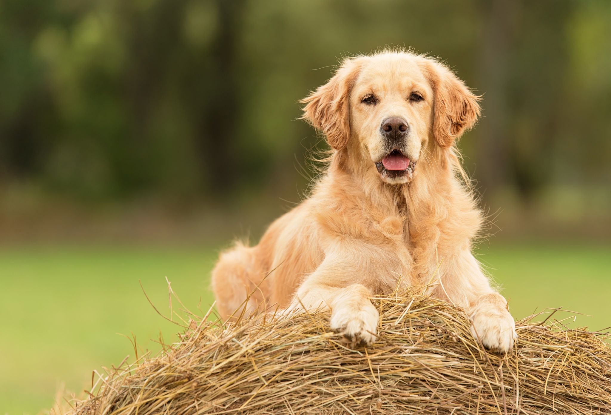 cachorro-peludo-conhe-a-20-ra-as-populares-blog-da-cobasi