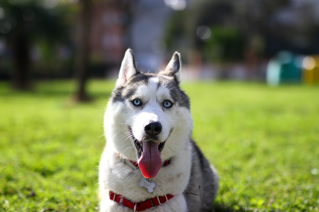 Husky Siberiano