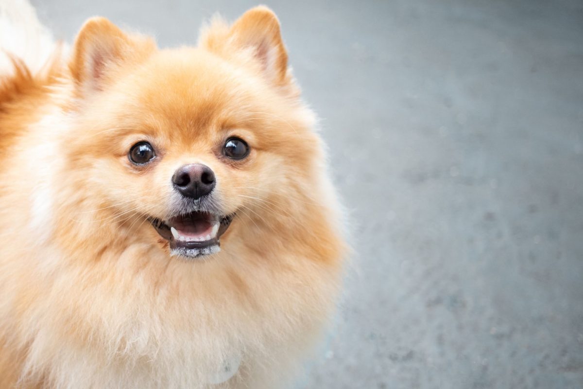 Cachorro mais bonito do mundo: conheça 9 raças - Blog da Cobasi