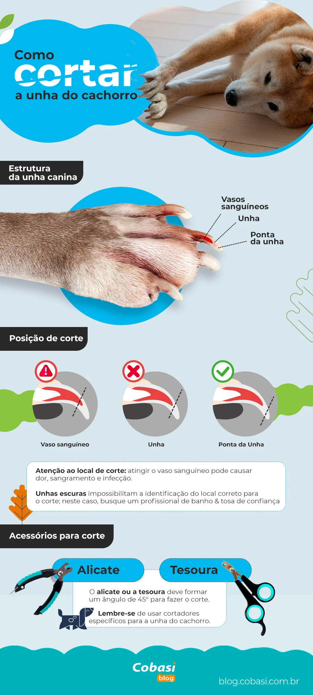Infográfico como cortar a unha do cachorro