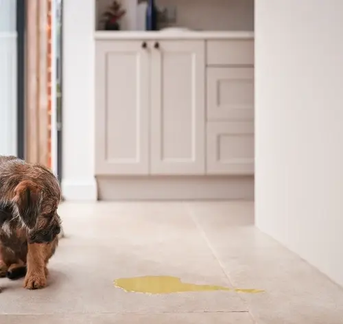 Cachorro com incontinência urinária