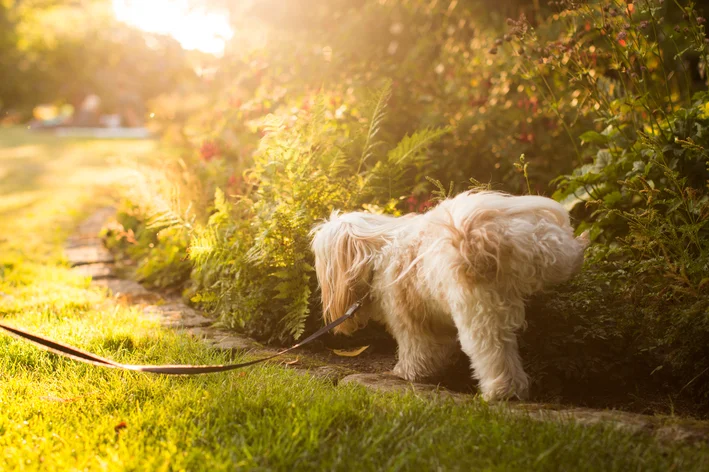 cachorro urinando na grama