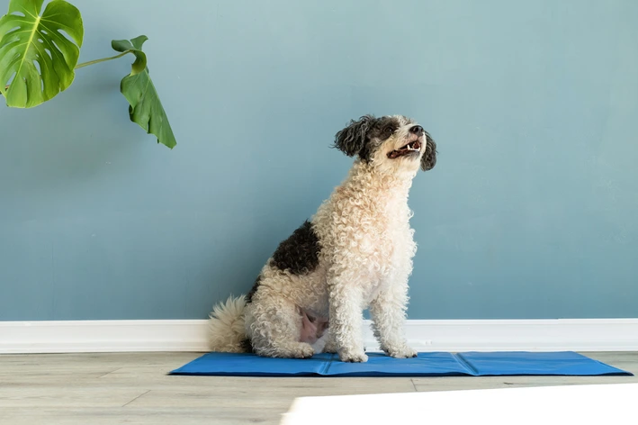 cachorro fazendo muito xixi