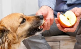 homem oferecendo maçã para o cachorro