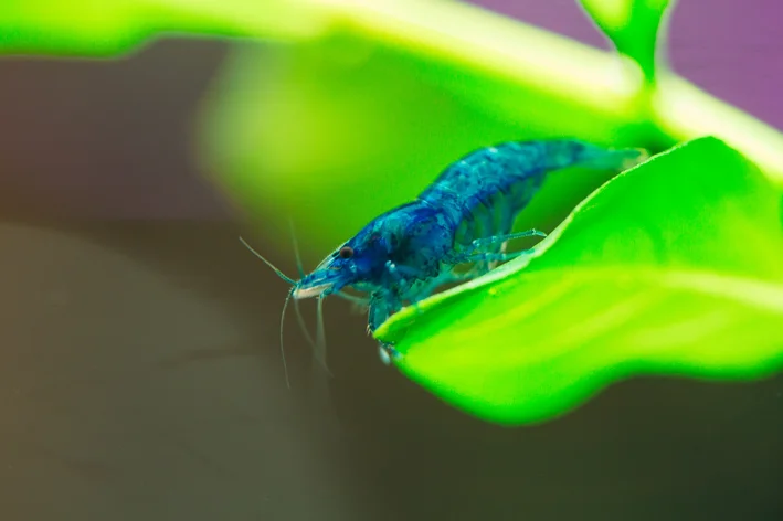 Camaroes neocaridina azul