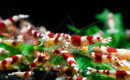 Camaroes neocaridina no aquário