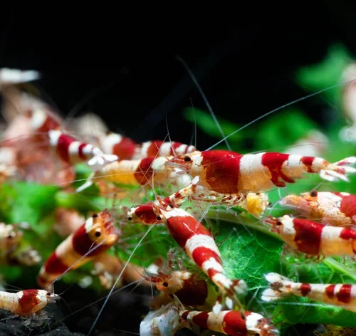 Camaroes neocaridina no aquário