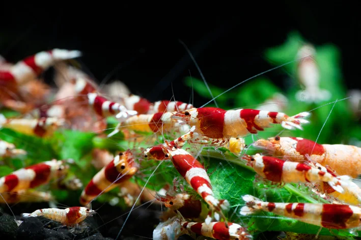 Camaroes neocaridina no aquário