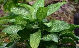 planta comigo-ninguém-pode