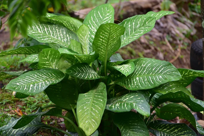 planta comigo-ninguém-pode