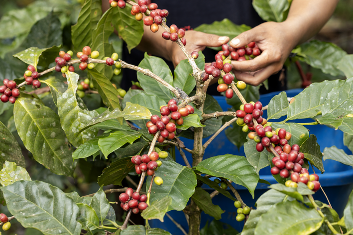 Como plantar café