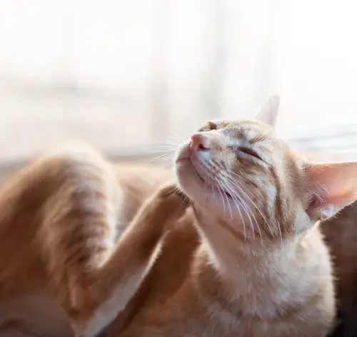 como tirar pulga de gato em casa