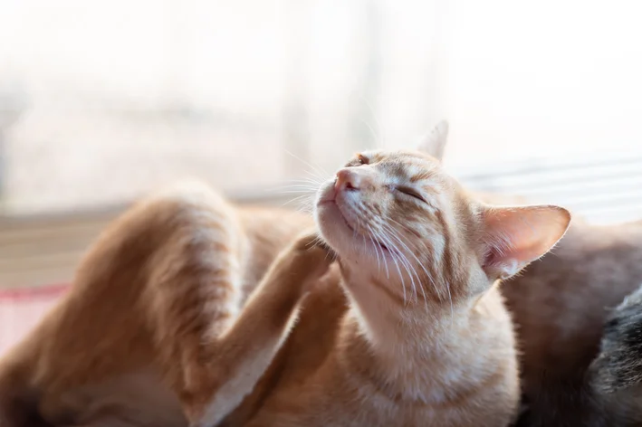 como tirar pulga de gato em casa