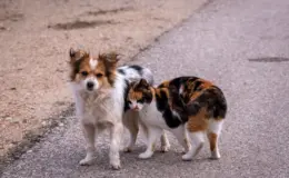 Cachorro e gato em situação de rua