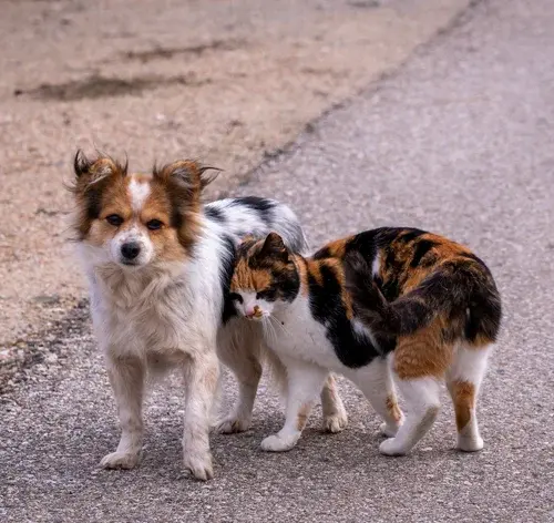 Cachorro e gato em situação de rua
