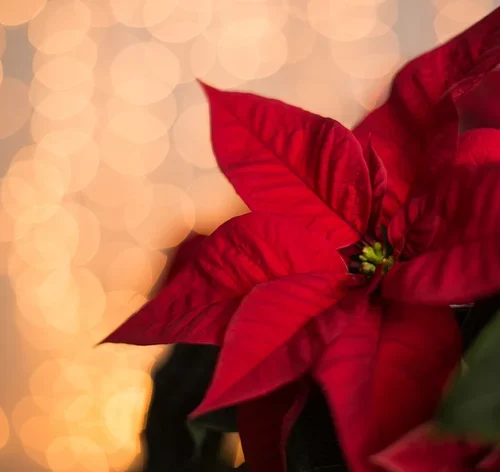 pétalas de flor de natal