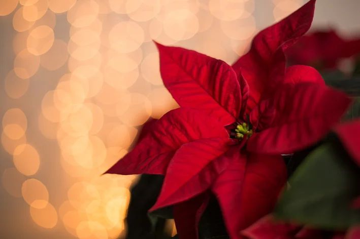 pétalas de flor de natal