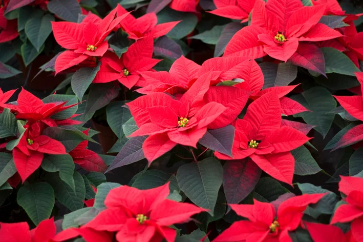 jardim de flores de natal