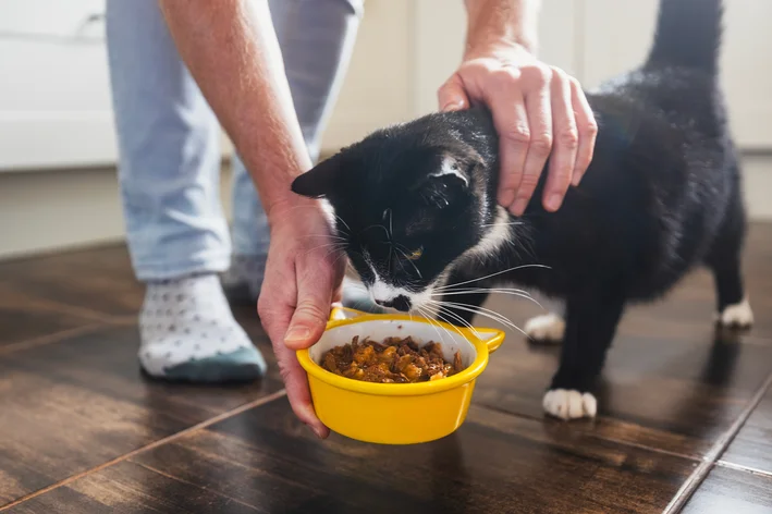 gato idoso comendo ração