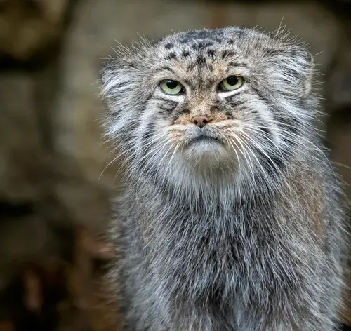 gatos selvagens