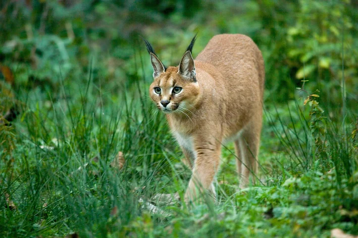 gato selvagem caracal