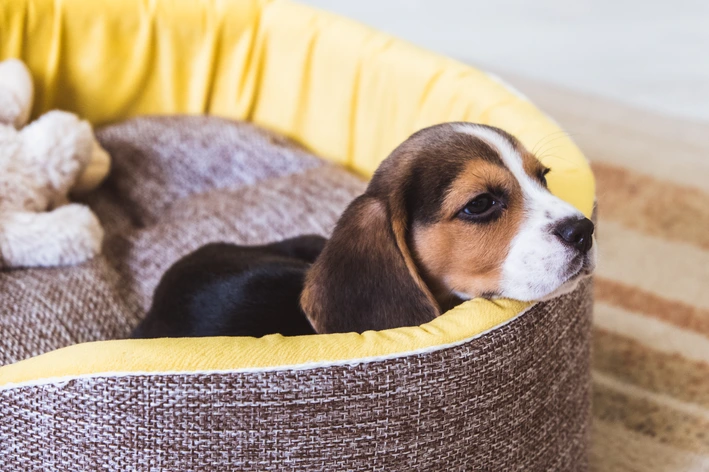 incontinência urinária cachorro