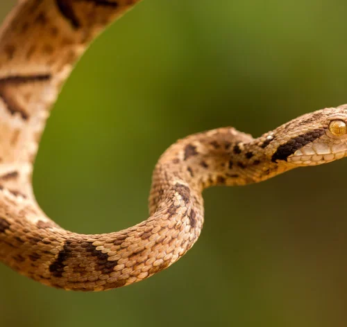 close cabeça cobra jararaca