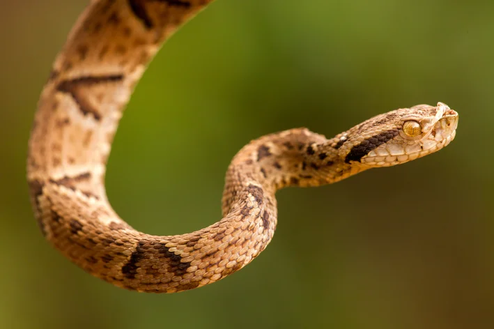 close cabeça cobra jararaca