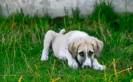 cachorro com leishmaniose