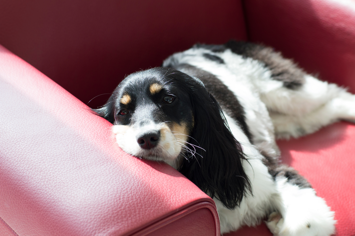 cachorro doente no sofá