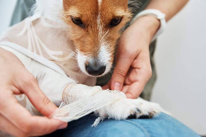 cachorro com a pata ferida