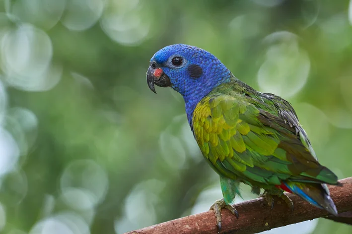 maitaca-de-cabeça-azul